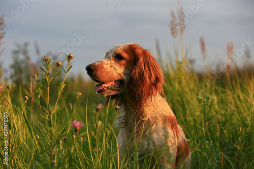 Dog breed Russian hunting spaniel in summer field