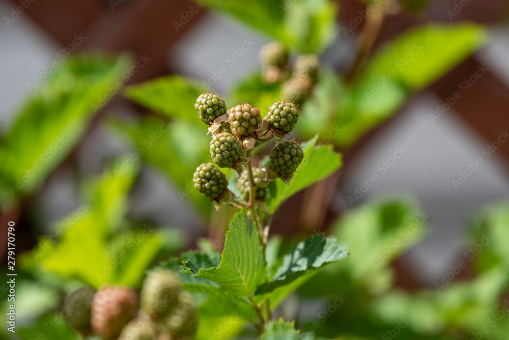 Young fruits of blackberry fruit, on the branch Young fruits of blackberry fruit, on the branch