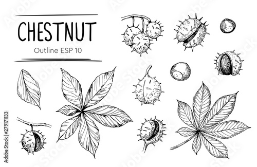 Chestnut sketch. Hand drawn illustrations converted to vector