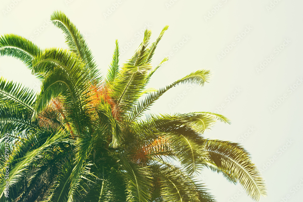 Palm tree on background of sky, toned. Sea tour, vacation