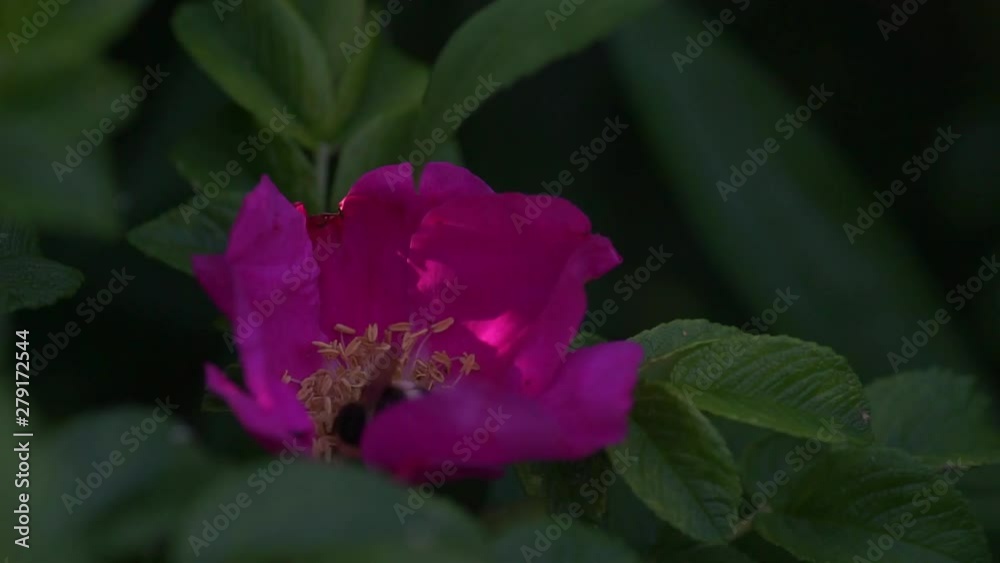 summer, bright and juicy flowers of wild rose and bumblebee summer, bright and juicy flowers of wild rose and bumblebee