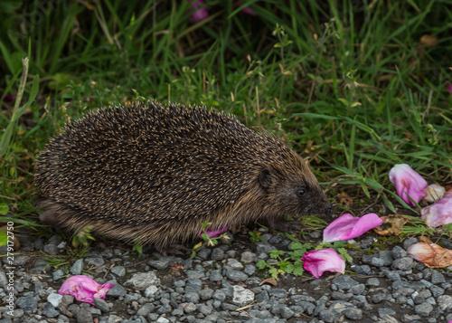 Hedgehog walking beside hedge. photo