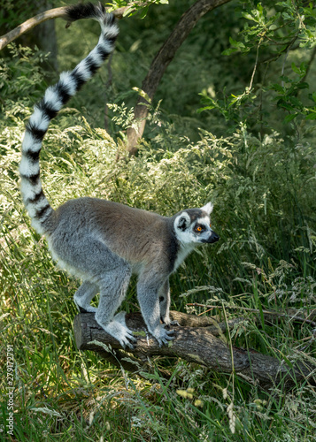 Ringtailed Lemur climbing in a tree.