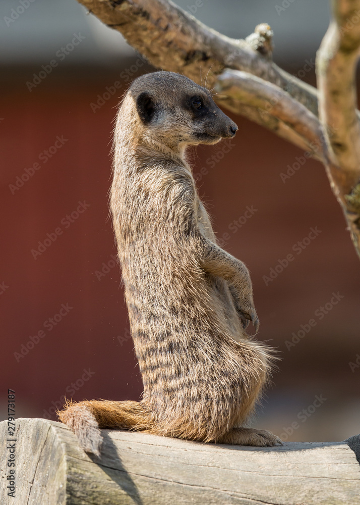 Fototapeta premium Lone Meerkat on lookout.