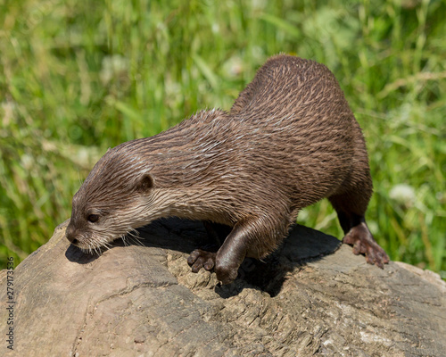 Asian Otter. Mammal. 