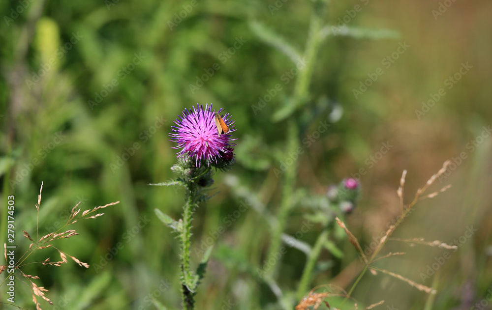 Pink flower of a thorn plant in a green field and a small butterfly Pink flower of a thorn plant in a green field and a small butterfly