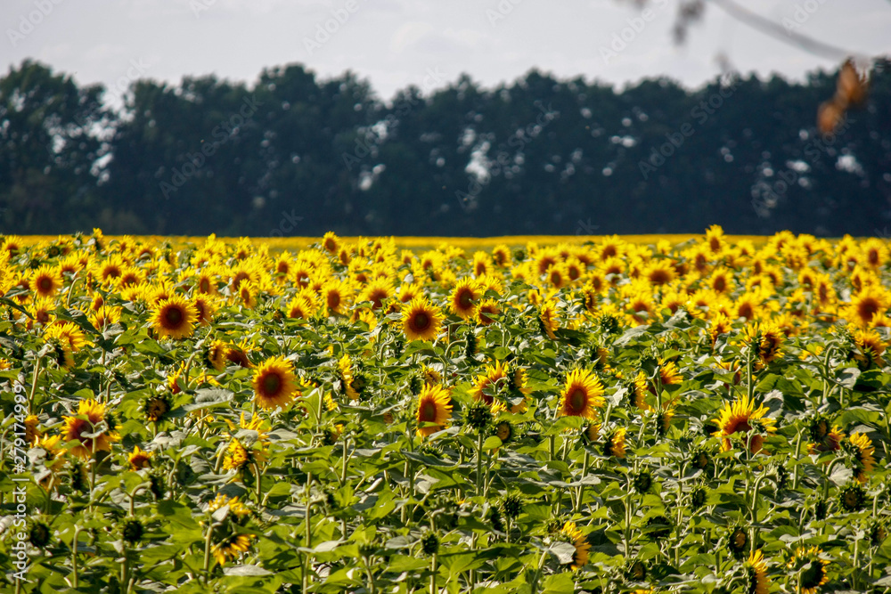 Blooming sunflowers are turned to the sun on a sunny day with trees in the background. Ukraine.