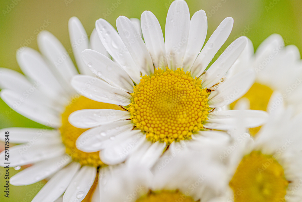 Fototapeta premium white daisies on green background
