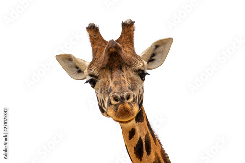 isolated on looking wild giraff head with white background photo