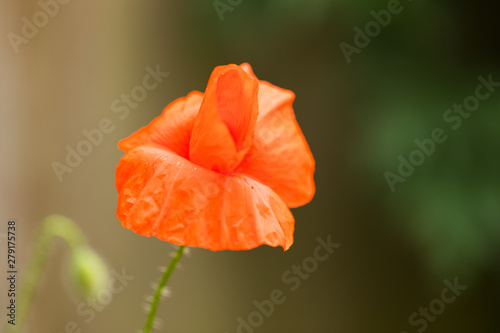Close-up of Blossoming Red Poppy Flower. A Green Bud Silhouette is on Blurred Background. Copy Space. Still Life. Minimal Nature Style. Minimalist Fashion Photography. 
