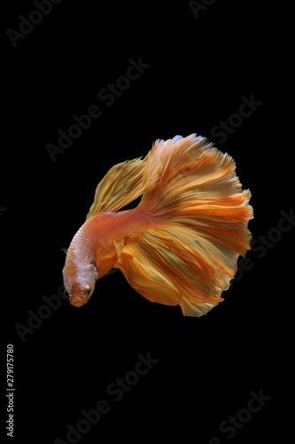 Yellow gold color of Siamese fighting fish betta Thailand fish movement on background © chayathon2000