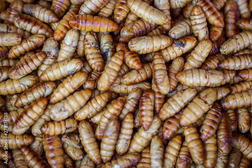 Maggots Background, fish bait, feed, for fishing