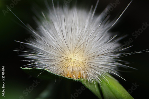Fototapeta Naklejka Na Ścianę i Meble -  closeup of white fuzzy caterpillar on black background