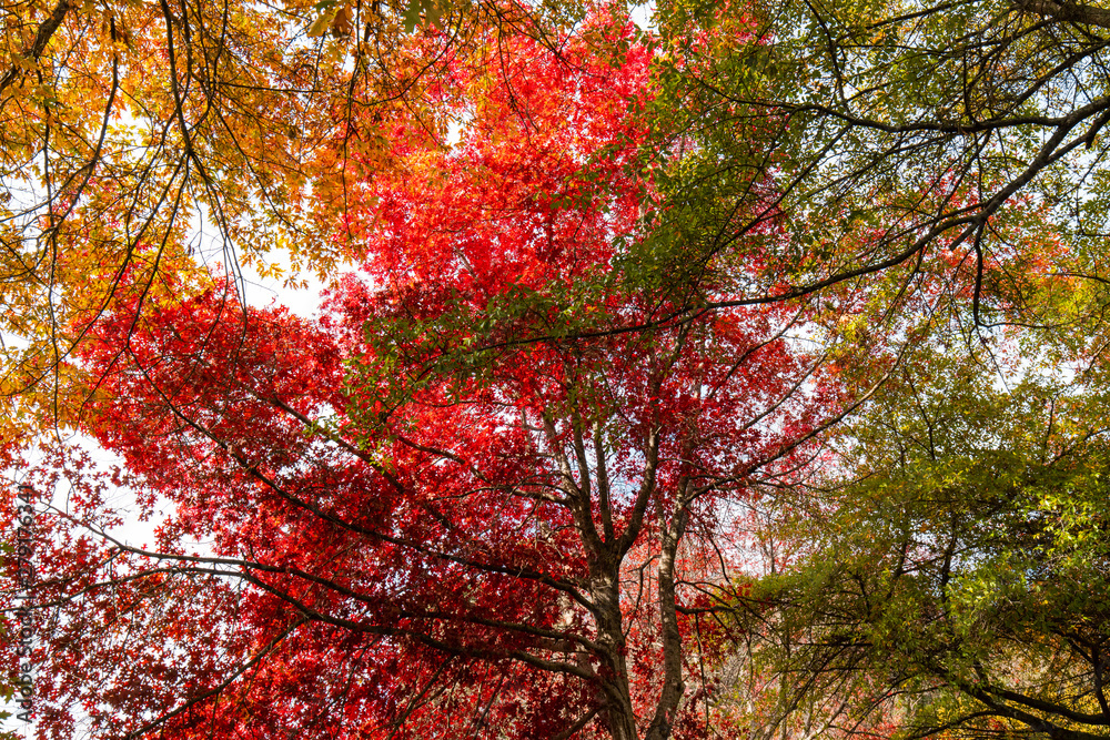 Red, green, and yellow coloured trees. View from below. Red, green, and yellow coloured trees. View from below.