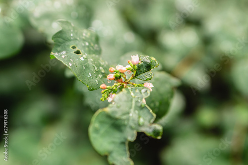 Raindrops on green leaves, morning dew on leaves in the garden