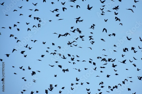 many birds flying in the blue sky