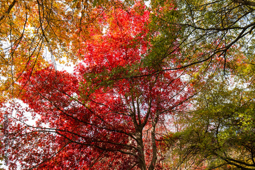 Red, green, and yellow coloured trees. View from below. © AlexandraDaryl