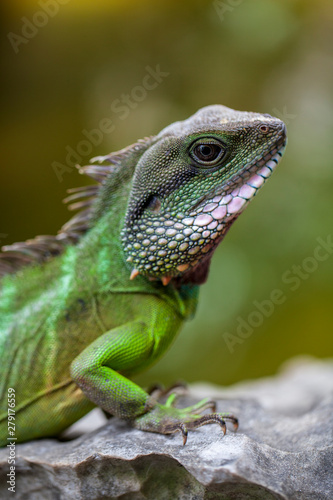 Green Iguana  Iguana Iguana  sitting on on a tree branch in natural habitat  close-up