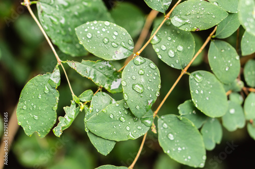 Raindrops on green leaves, morning dew on leaves in the garden