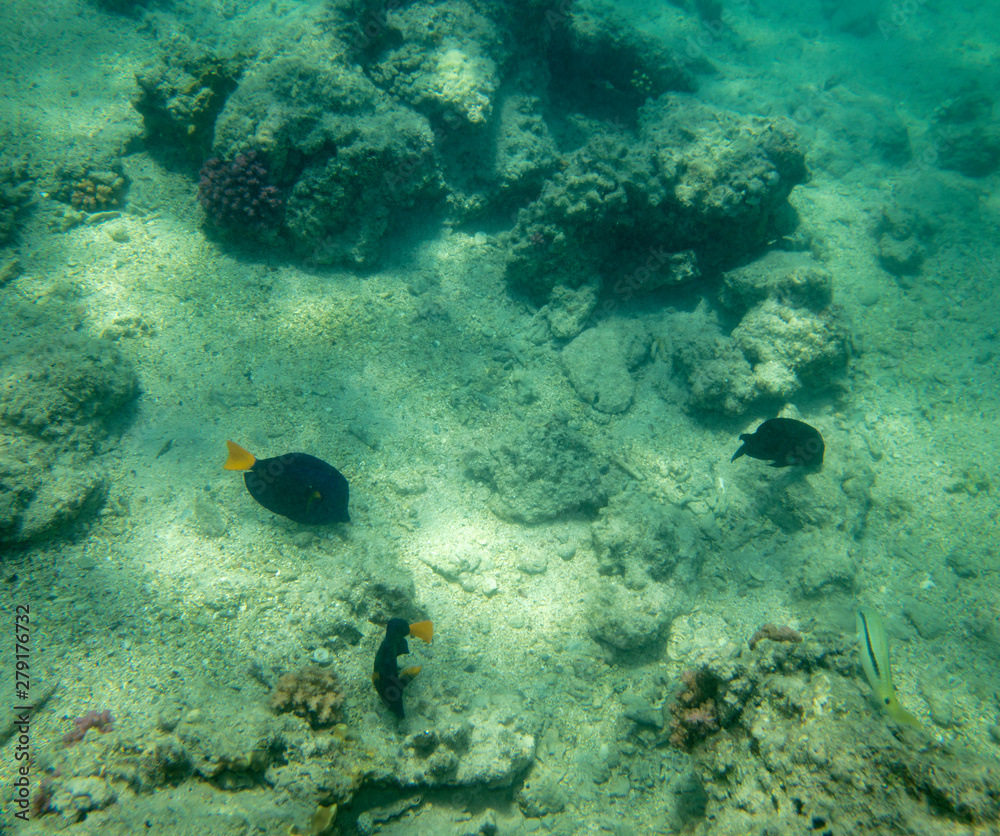 Fototapeta premium sea fish near coral, underwater