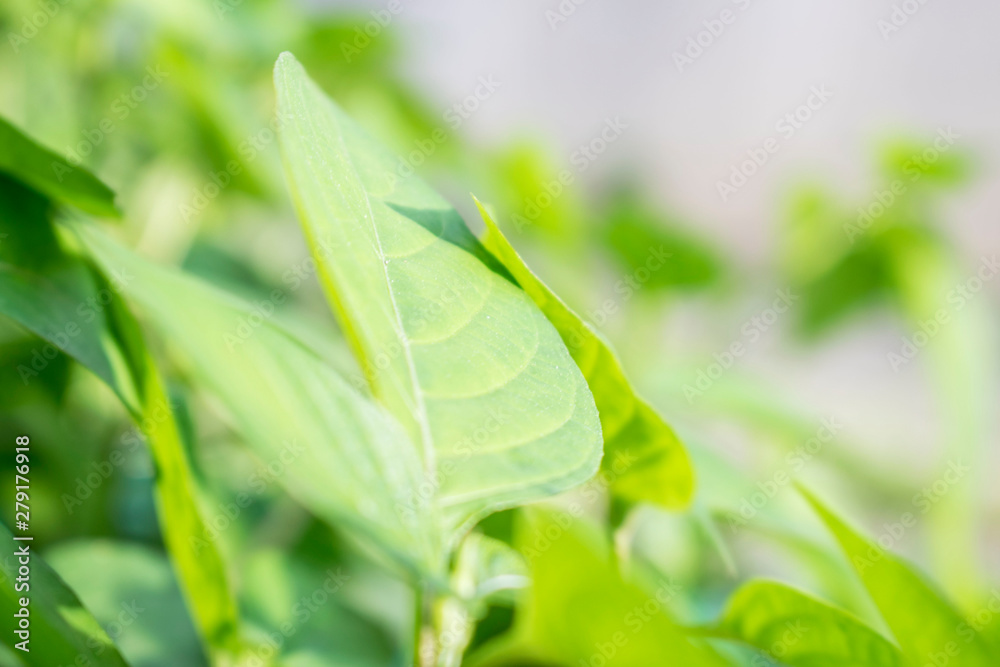 Bright green leaf background, blurred Bright green leaf background, blurred