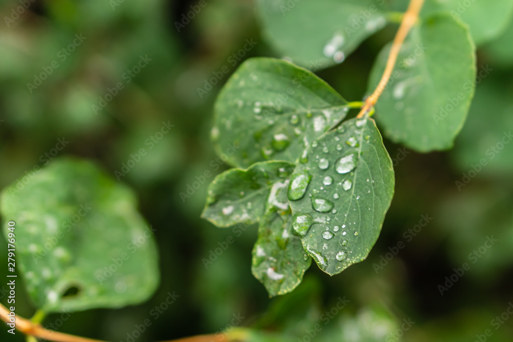 Raindrops on green leaves, morning dew on leaves in the garden Raindrops on green leaves, morning dew on leaves in the garden