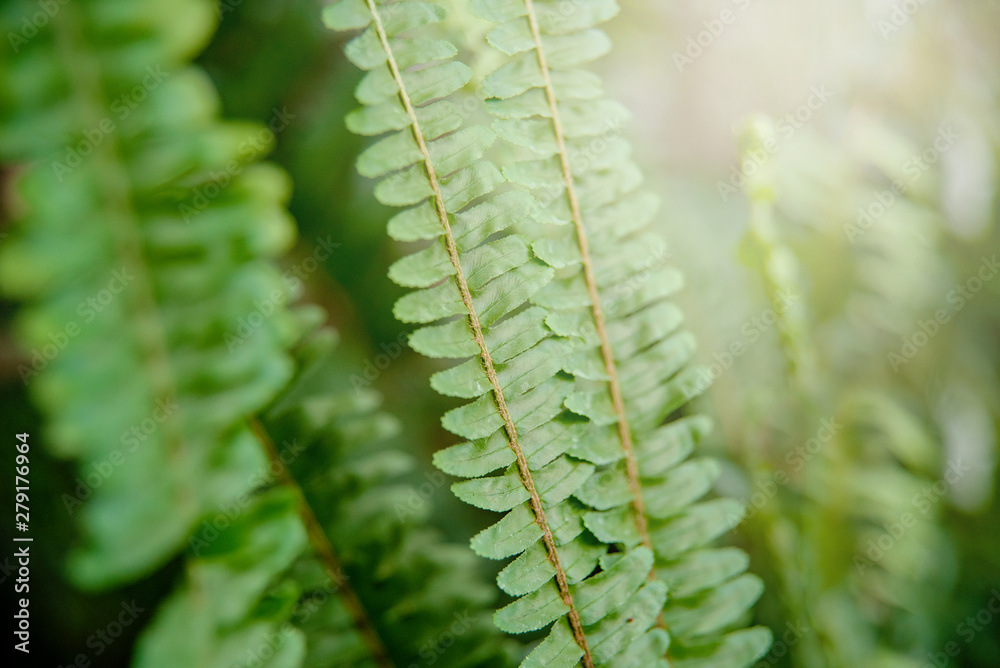 macro view of green fern petals. Fern on the background of green plants. Nephrolepis exaltata. Vibrant ferns close up