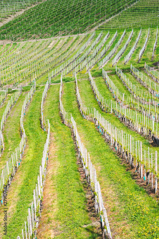 Spring abstract background with a vineyard