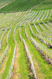 Spring abstract background with a vineyard