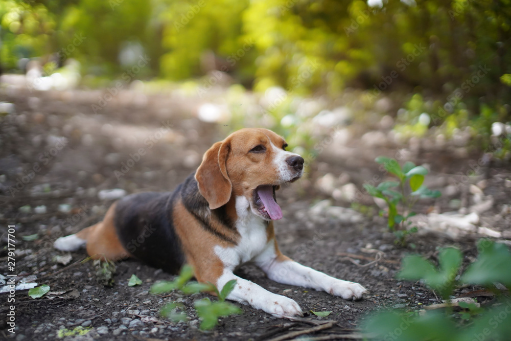A cute beagle dog yawning,feeling sleepy outdoor in the park.