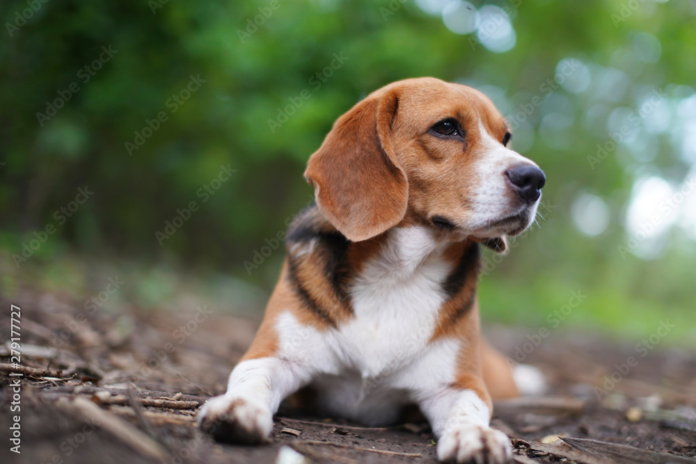 Portrait of beagle dog outdoor in the park.