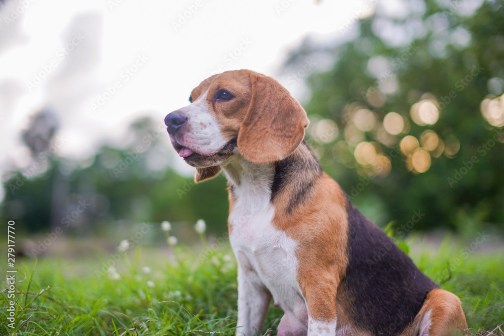 A cute beagle dog sits on the ground outdoor in the park.