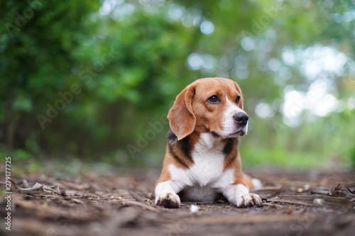 Portrait of beagle dog outdoor in the park.