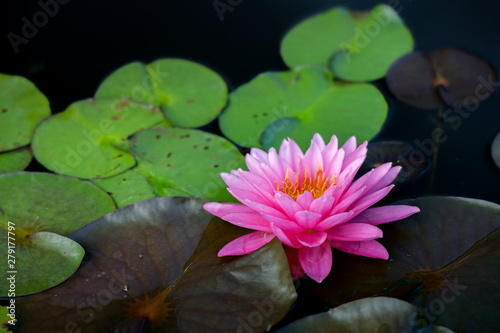 lotus flower pink nature blossom water background beautiful