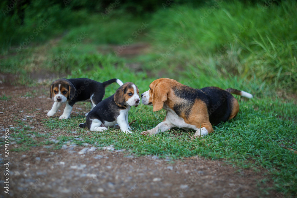 Cute little puppies beagle talks over with her mom outdoor in the grass field on a sunny day.