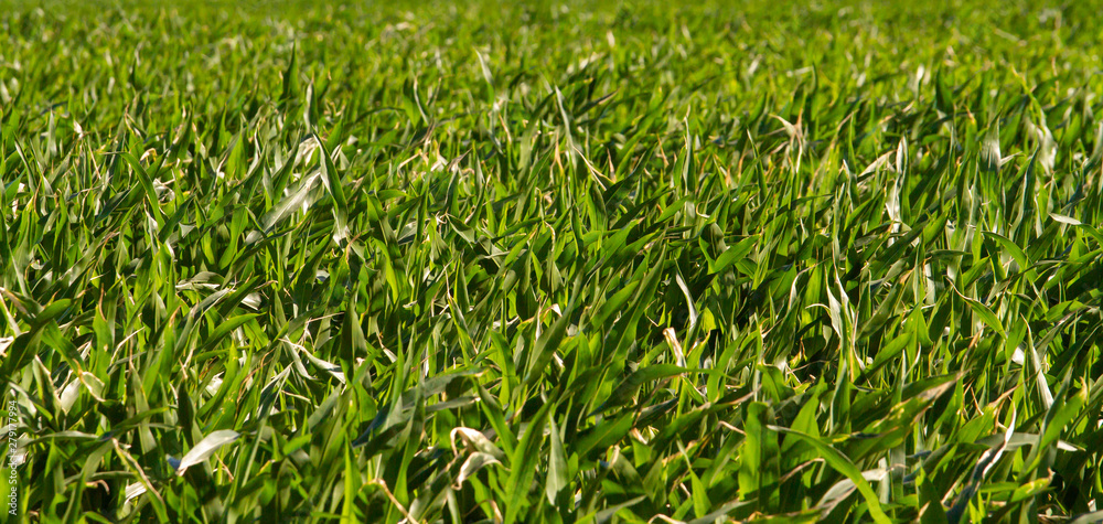 Juicy green shoots grow in the field in the summer Juicy green shoots grow in the field in the summer