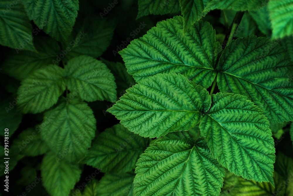 Dark natural background with raspberry bush foliage Dark natural background with raspberry bush foliage