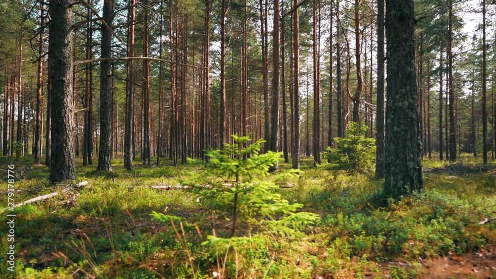 POV. Walking through forest, steady cam shot. Slow motion footgae. POV. Walking through forest, steady cam shot. Slow motion footgae.