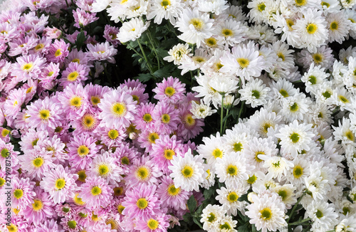 White and pink chrysanthemum bouquet.