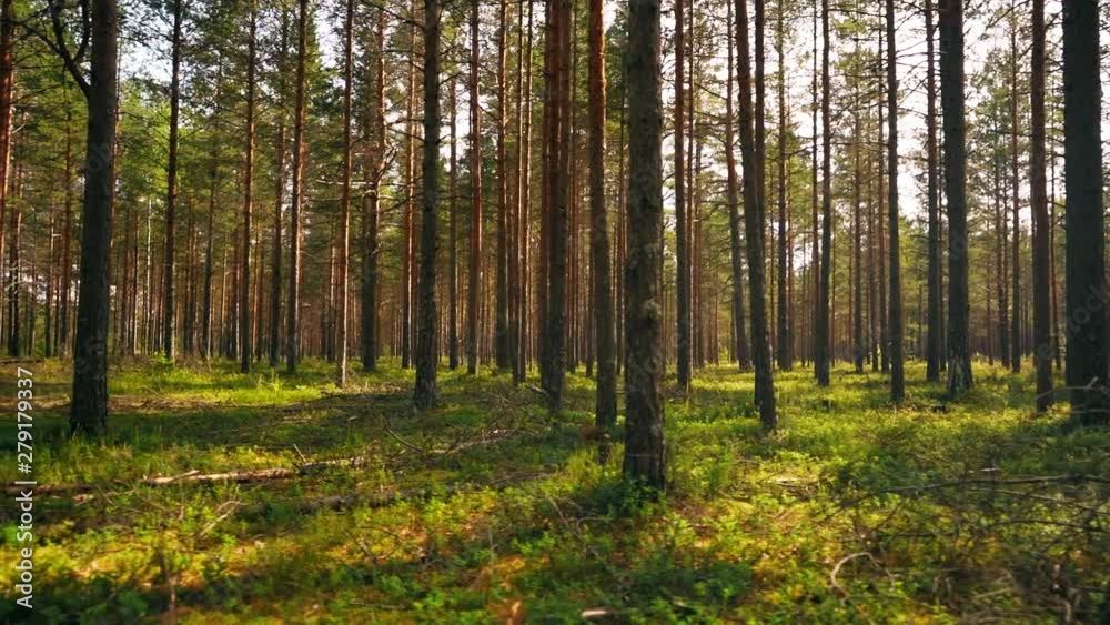 POV. Walking through forest, steady cam shot. Slow motion footgae. POV. Walking through forest, steady cam shot. Slow motion footgae.