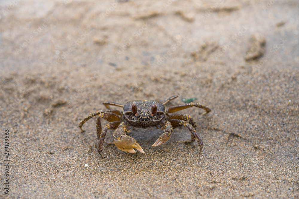 small sea crab on beach 