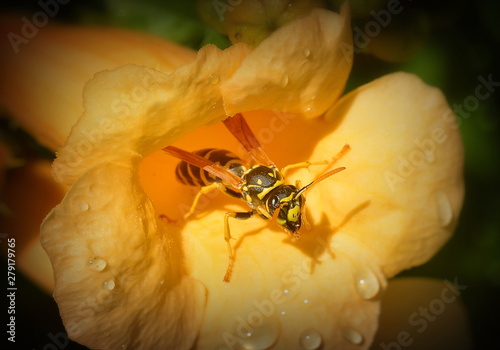 Wasp on a yellow flower close-up