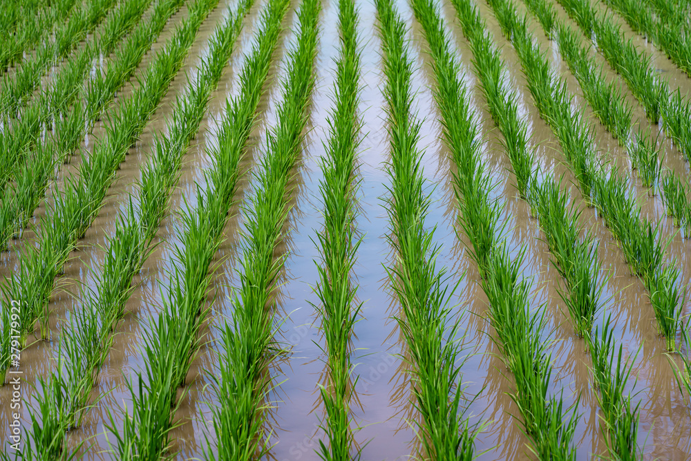 Rice field with irrigation water in Japan Rice field with irrigation water in Japan