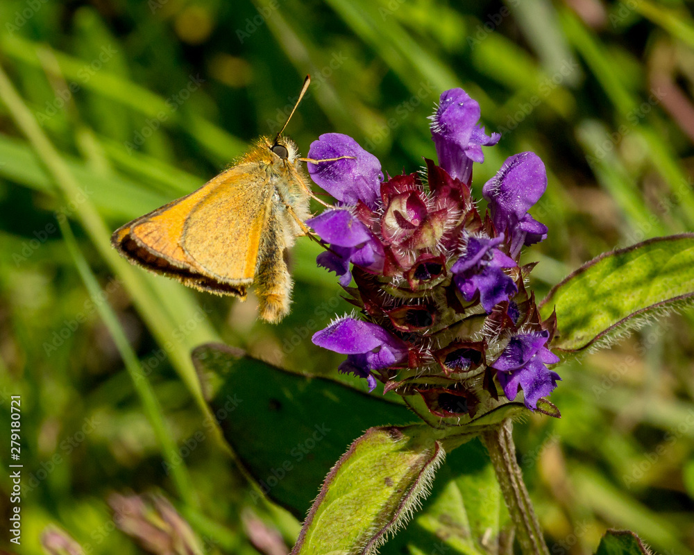 Skipper Moth, winged insect, on flower. Skipper Moth, winged insect, on flower.