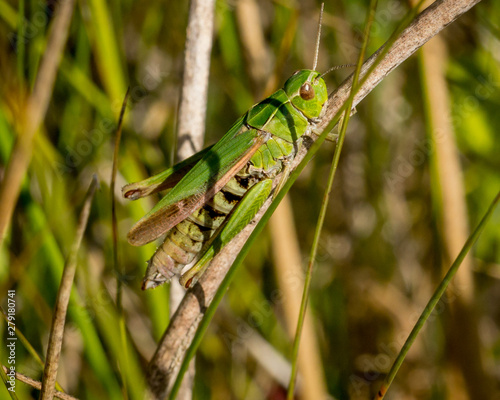 Comman Grasshopper resting in the sunlight on a grassy stalk.
