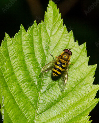 Hover Fly sitting on green leaf. © coxy58