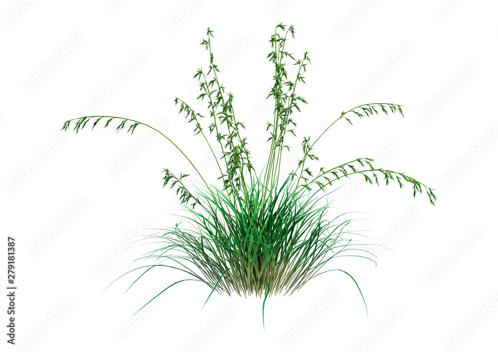 Obraz premium 3D Rendering Patch of Grass on White