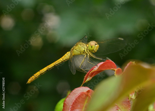 Yellow dragonfly sitting on a red sheet close-up on a blurred green background