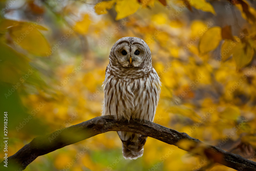Barred Owl taken in southern MN in the wild Barred Owl taken in southern MN in the wild