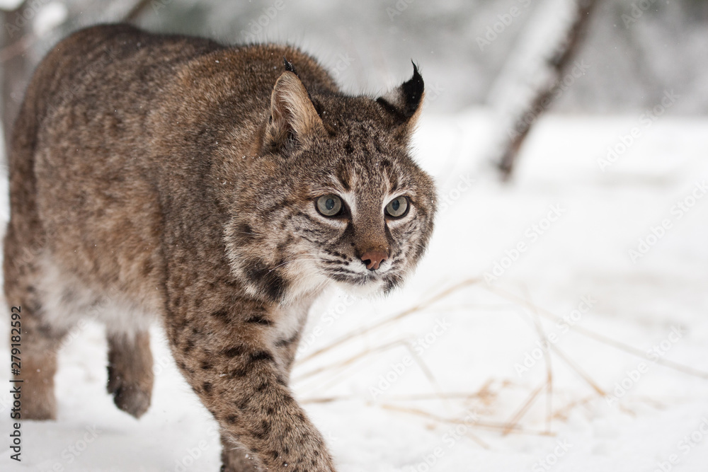Bobcat stalking in snow, taken in central MN under controlled conditions Bobcat stalking in snow, taken in central MN under controlled conditions
